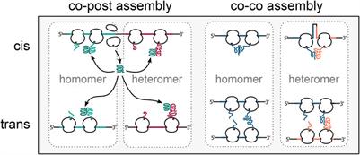 Mechanisms of Cotranslational Protein Maturation in Bacteria